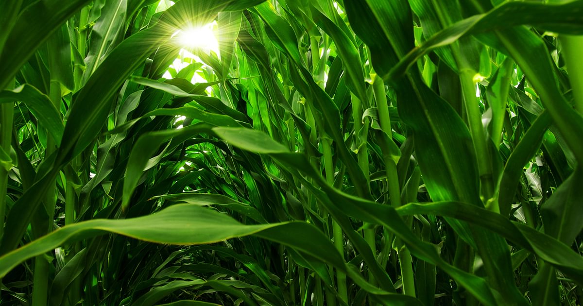 The Food Vs Fuel debate is different this time. Paulsen