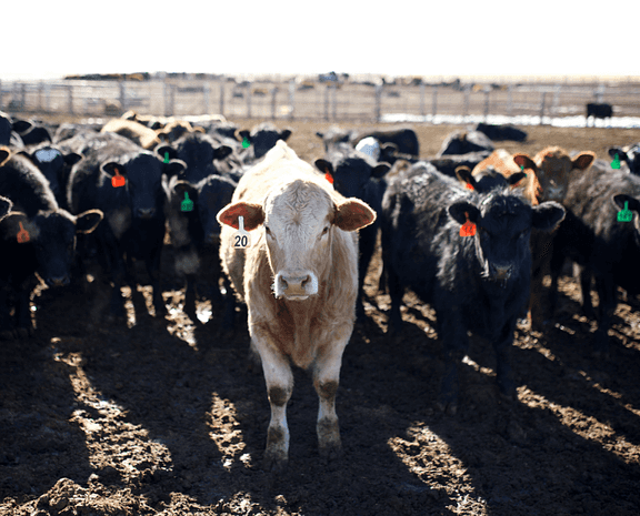 White cow standing in the middle of a bunch of black cows.