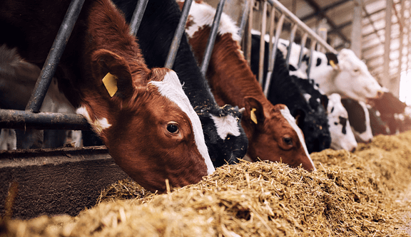 Cows eating from a trough.